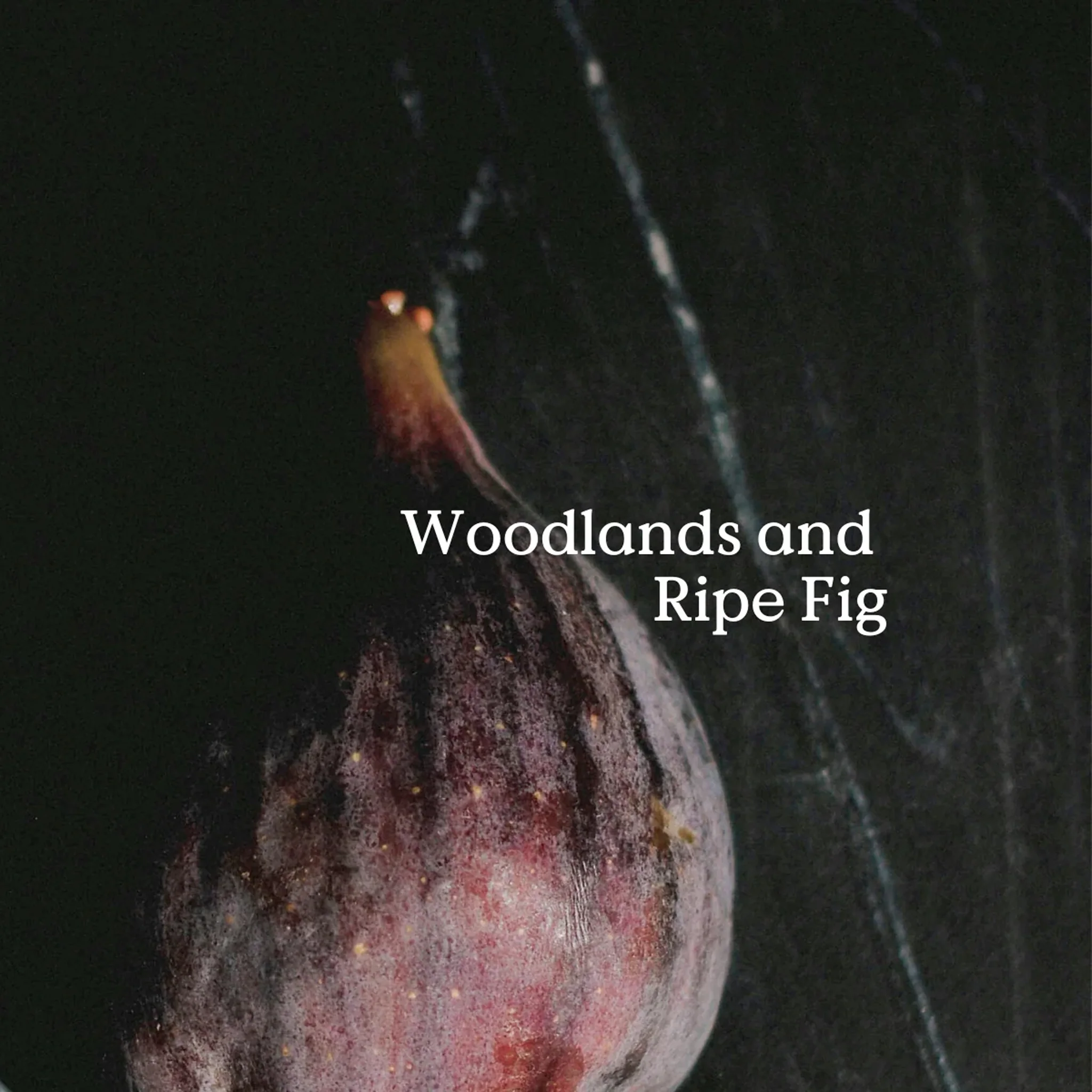 Forage Folk Incense Cones by FieldDay - Image 2